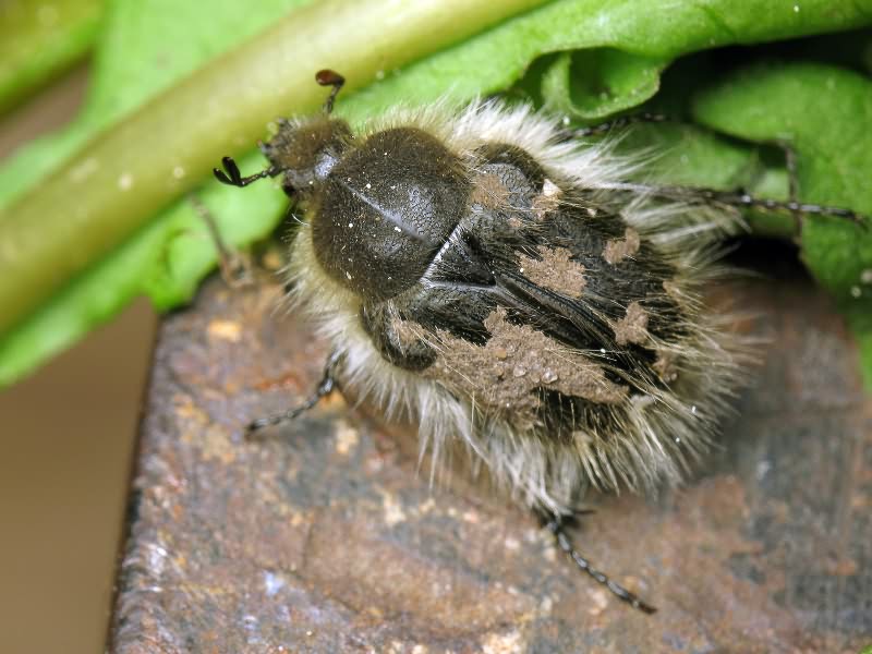 Tropinota hirta (Poda, 1761)